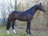 stallion Lockstedter Esc (Oldenburg, 2011, from Lord Pezi)