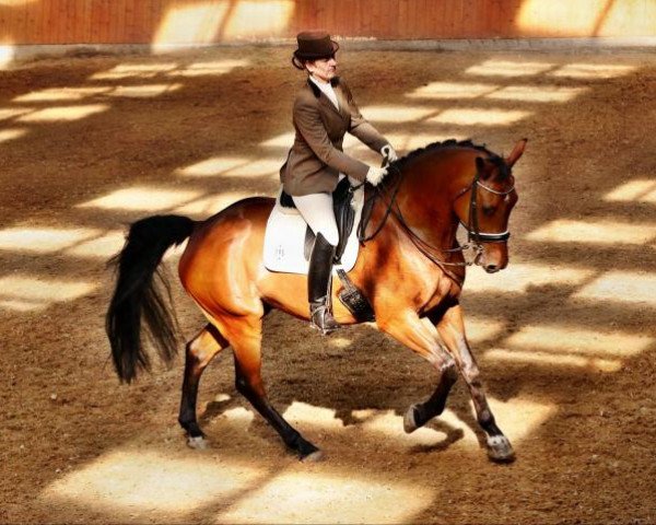 dressage horse Coolman 48 (Holsteiner, 2001, from Lancer II)