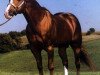 stallion Scotch Bar Time (Quarter Horse, 1974, from Sonny Dee Bar)