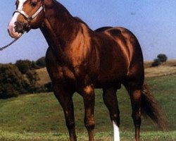 stallion Scotch Bar Time (Quarter Horse, 1974, from Sonny Dee Bar)