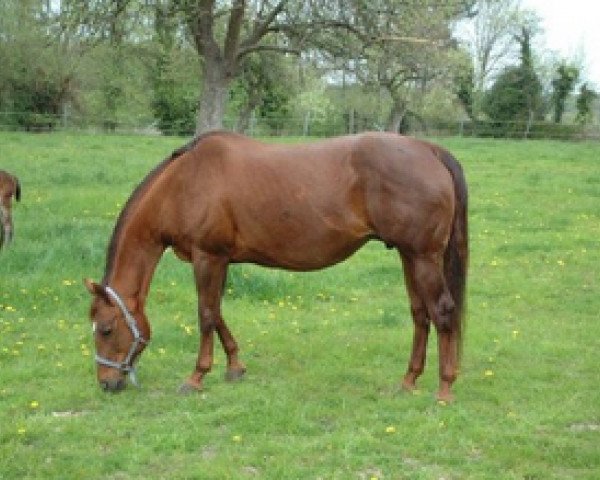 broodmare Lotta Scotch For Me (Quarter Horse, 1996, from Lotta Zippo)