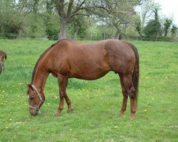 broodmare Lotta Scotch For Me (Quarter Horse, 1996, from Lotta Zippo)