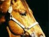 Deckhengst Lotta Zippo (Quarter Horse, 1992, von Zippo Pine Bar)