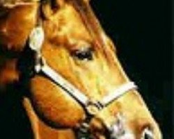 stallion Lotta Zippo (Quarter Horse, 1992, from Zippo Pine Bar)