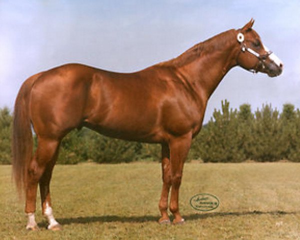 Deckhengst The Big Investment (Quarter Horse, 1980, von The Invester)