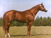 Deckhengst The Big Investment (Quarter Horse, 1980, von The Invester)