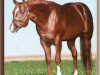 stallion Investment Creditor (Quarter Horse, 1987, from The Big Investment)