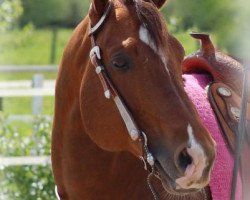 Pferd Lottas Creditor (Quarter Horse, 2003, von Creditor Canyon)