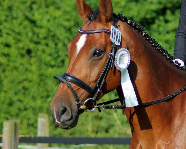 dressage horse Ronaldino 6 (Hanoverian, 2003, from Recaro)
