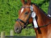 dressage horse Ronaldino 6 (Hanoverian, 2003, from Recaro)