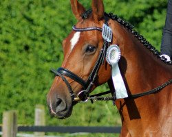 dressage horse Ronaldino 6 (Hanoverian, 2003, from Recaro)