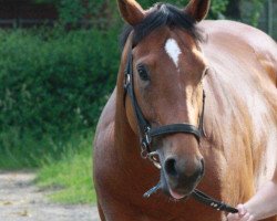 horse It's Tiger xx (Thoroughbred, 2010, from Königstiger xx)