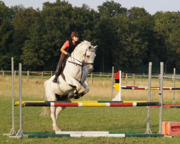 dressage horse Ramazotti 87 (Hanoverian, 1997, from Ramiro's Bube)