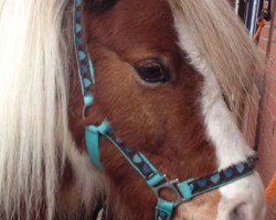 dressage horse Pacco (Shetland Pony, 2006, from Putz)