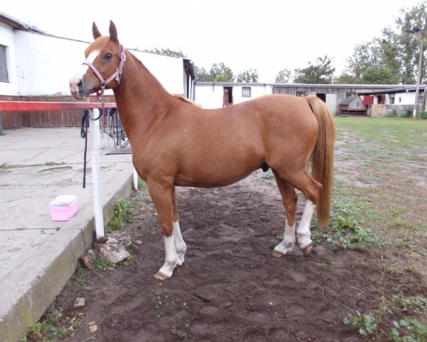 Pferd Walker (Dänisches Reitpony, 2000, von Stuntman ox)