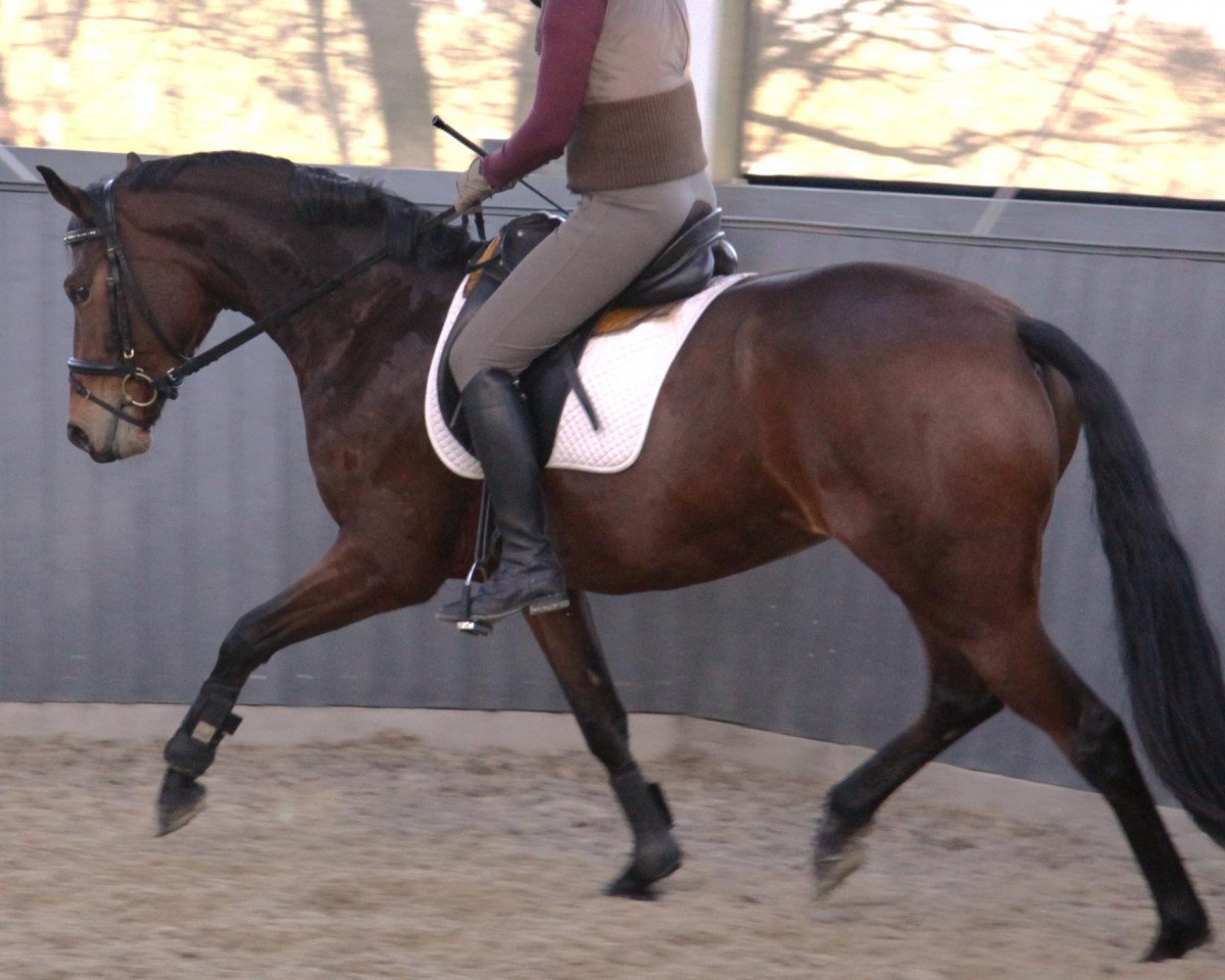 Zuchtstute Henriettenhof's Violetta (Oldenburger, 2010, von Fürstenball)