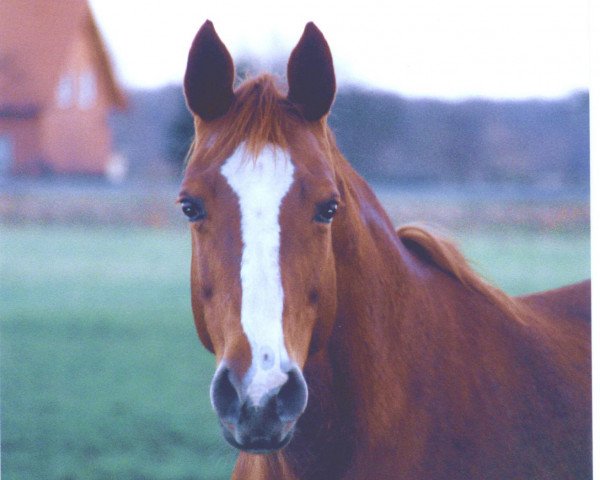 Zuchtstute Arlind 10357 (Sachsen-Anhaltiner, 1985, von Adept)