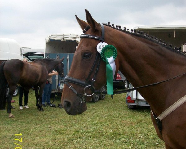 dressage horse Irish Traveller xx (Thoroughbred, 1997, from Blues Traveller xx)