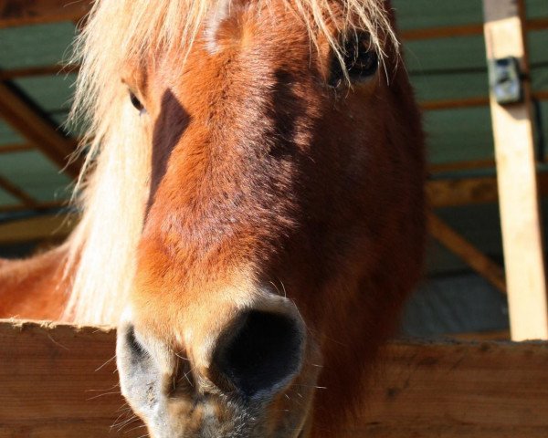 Pferd Siggi Fra Mollegard (Islandpferd, 1989, von Ljomi fra Björk)