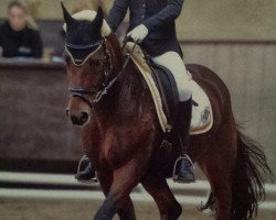 dressage horse Manitou 106 (German Riding Pony, 1996, from Marduc)