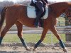 dressage horse Beau (KWPN (Royal Dutch Sporthorse), 1998)