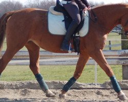 dressage horse Beau (KWPN (Royal Dutch Sporthorse), 1998)