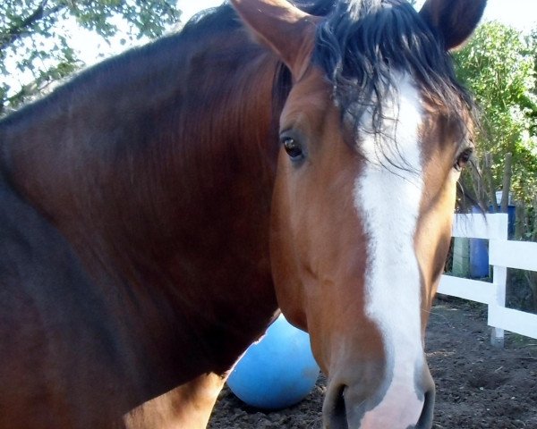 stallion El Lute (Hanoverian, 2007, from Export)