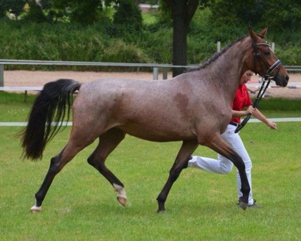 broodmare Caramba Caracho (German Riding Pony, 2010, from Chantre B)