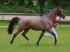 broodmare Caramba Caracho (German Riding Pony, 2010, from Chantre B)