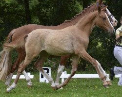 broodmare Grenzenlos (German Riding Pony, 2013, from Golden State 2)