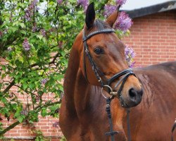 Zuchtstute La Jolie W (Hessisches Warmblut, 2003, von Lanciano)