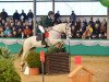 jumper Diamond's Future (Irish Sport Horse, 2004, from All The Diamonds)