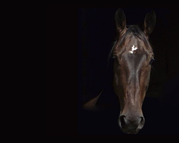 horse Giorgio 100 (Württemberger, 2006, from Galiani)