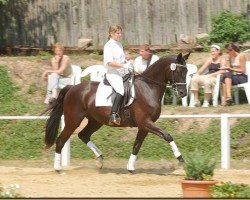 Zuchtstute Poetin M (Trakehner, 2000, von Gribaldi)