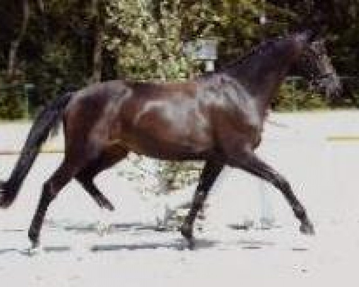 broodmare Gribaldis Dream Lady (Zweibrücken, 2004, from Gribaldi)