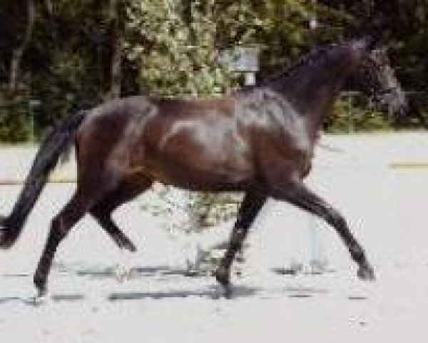 broodmare Gribaldis Dream Lady (Zweibrücken, 2004, from Gribaldi)