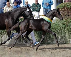 horse First Choice M (Zweibrücker, 2013, from Fürstenball)