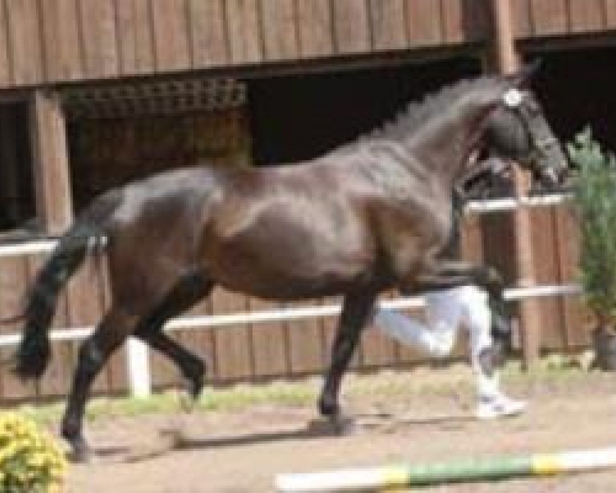 broodmare First Lady M (Zweibrücken, 2006, from Fidertanz)