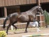 broodmare First Lady M (Zweibrücken, 2006, from Fidertanz)