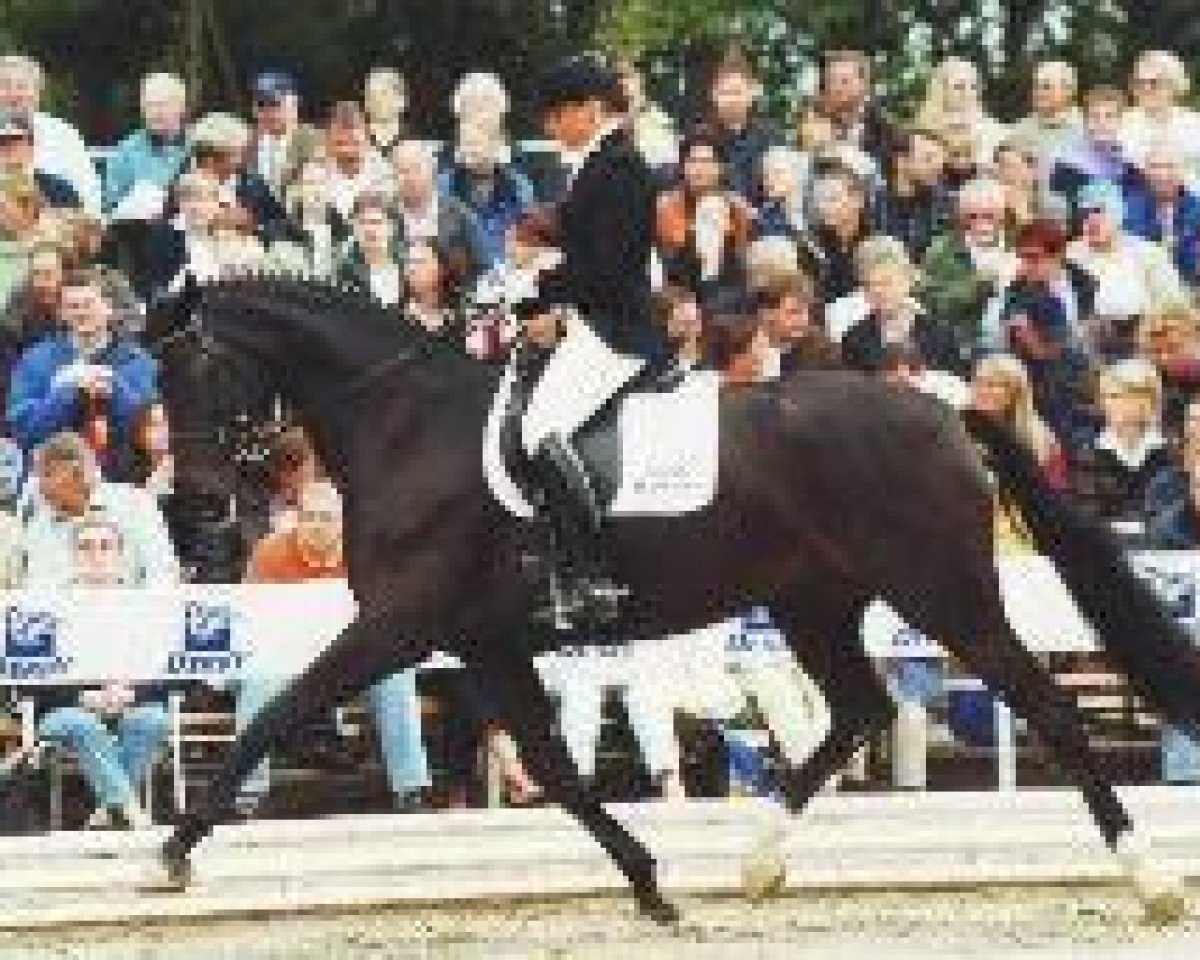 Zuchtstute Dream Lady One M (Zweibrücker, 1997, von Dream of Glory)