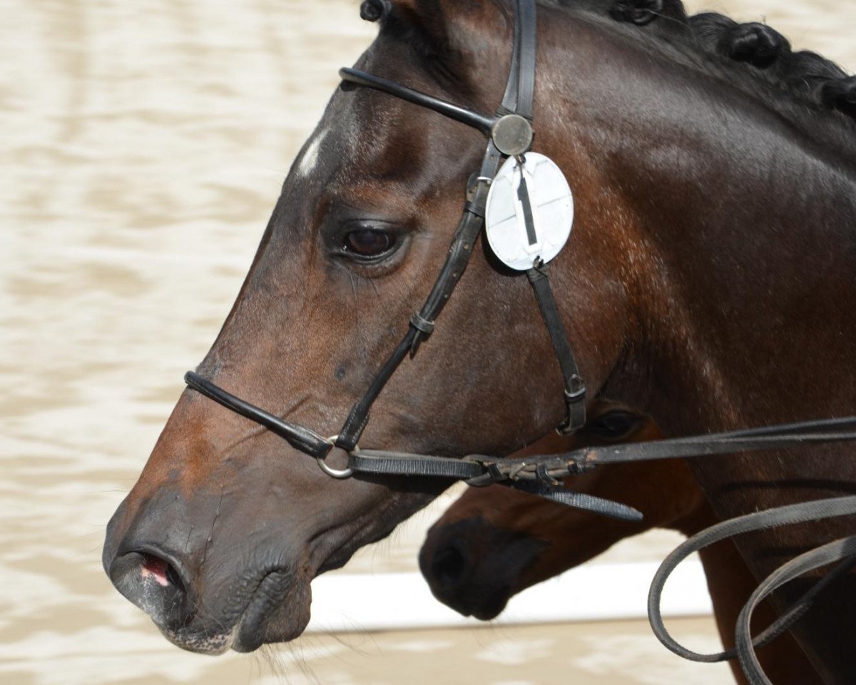 broodmare Dream Girl AA (Anglo-Arabs, 1990, from Matcho AA)
