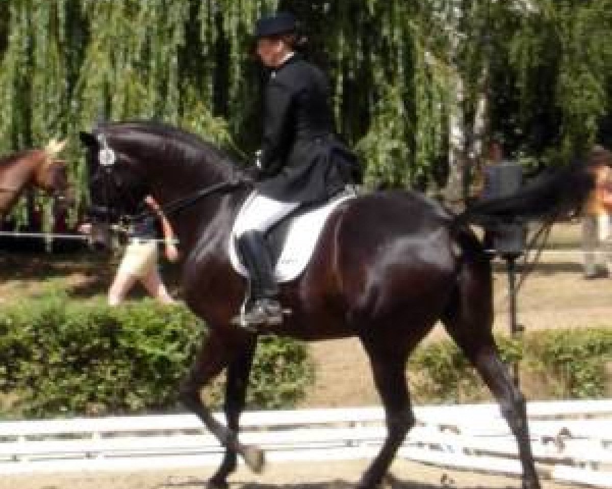 horse La Toya 30 (Trakehner, 1995, from Römer)