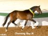 Deckhengst Charming Boy M (Deutsches Reitpony, 2005, von Charm of Nibelungen)