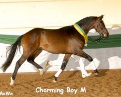 dressage horse Charming Boy M (Deutsches Reitpony, 2005, from Charm of Nibelungen)