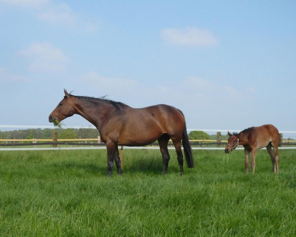 broodmare Wabrimida xx (Thoroughbred, 2001, from Monsun xx)