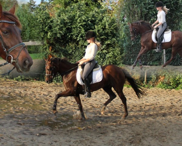 Springpferd Alexa (Deutsches Reitpony, 2007, von Matchello)