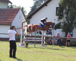 broodmare Angel PS (Bavarian, 2004, from Cosino B)