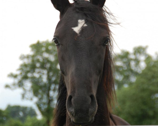 dressage horse Fabalou Cooper (Westphalian, 2011, from Fuechtels Floriscount OLD)
