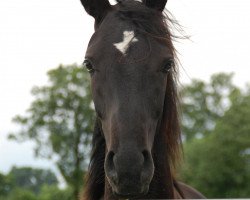 Dressurpferd Fabalou Cooper (Westfale, 2011, von Fuechtels Floriscount OLD)