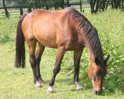 broodmare Catanina (Württemberger, 1989, from Cordeur)